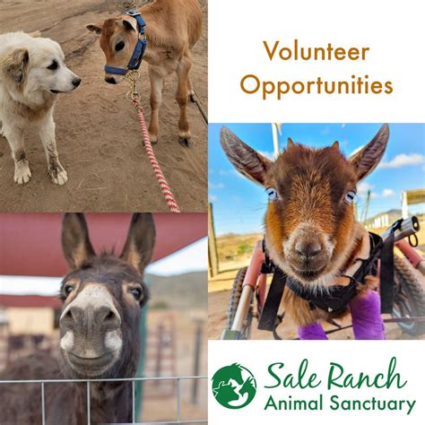 Volunteer Opportunities at our local Farm Animal Sanctuary - Temecula ...