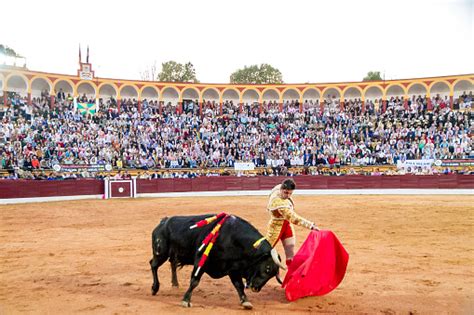 Adu Banteng Foto Stok - Unduh Gambar Sekarang - Adu banteng, Matador ...