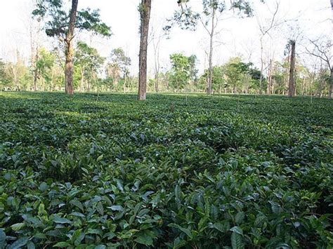 Tea Garden, Assam - Tinsukia Photos