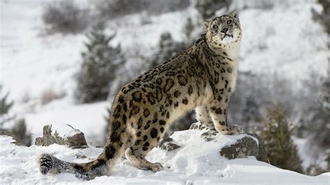 Adventure: Tracking Snow Leopards in Ladakh, India