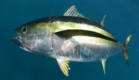 Yellowfin Tuna Fish Underwater In Ocean Stock Photo - Image: 31534250