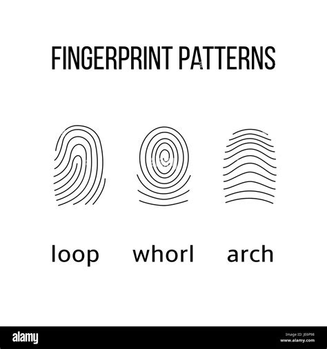 Fingerprint Types Loop Whorl Arch Stock Vector Images - Alamy