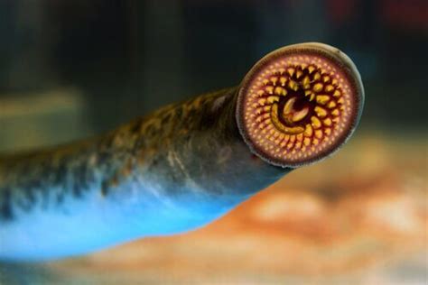 The Sea Lamprey: Habitat and Morphology - My Animals