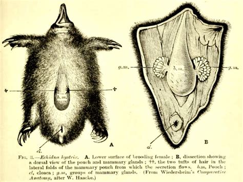 Long-beaked Echidna Facts! | Always Learning!