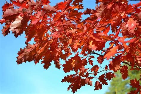 Texas Red Oak Tree Information - Guzman's Greenhouse