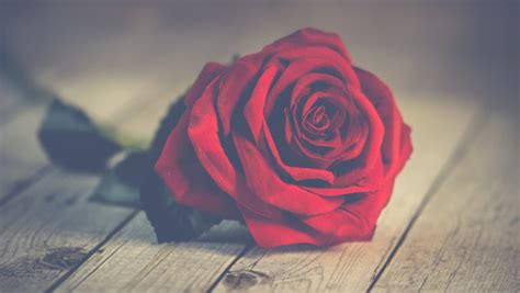 Perfect Red Rose HD wallpaper | 4K uHD, flower, romantic, love, free ...