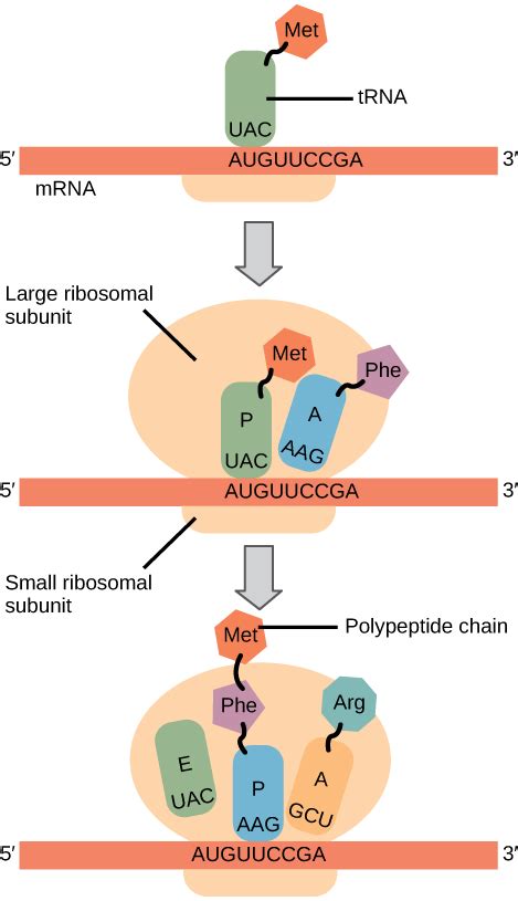 Steps of Translation | Biology for Majors I