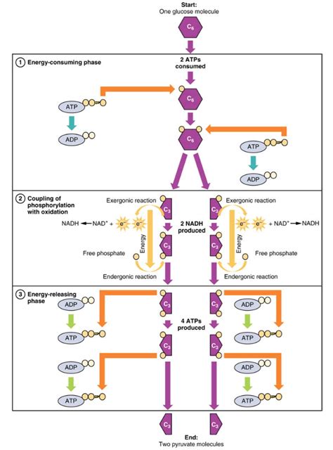 Describe the Fate Metabolism and Functions of Carbohydrates - Anthony ...