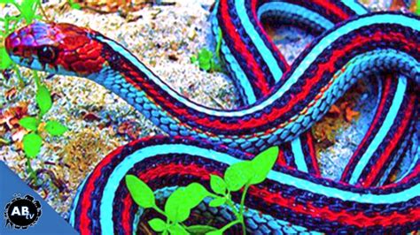 Colorful Snakes - BEDECOR