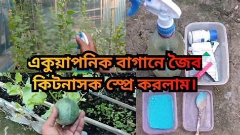 organic pesticides for vegetables.কি ভাবে বাড়িতেই জৈব কিটনাসক তৈরি ...