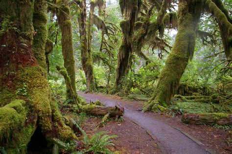 7 Must-Do Washington Hiking Trails – Hiking Hydration