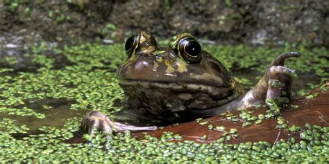 Eat The Enemy: How You Can Help The Planet, And Your Appetite, By ...