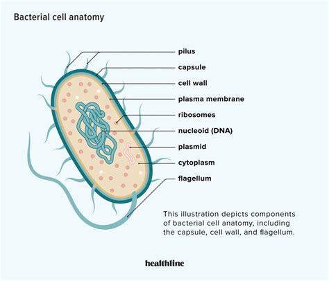 What Is Bacteria? Good vs. Bad, Benefits, and Common Types