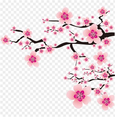 sakura png - cherry blossom vector transparent PNG image with ...