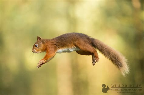 How I Got the Shot: "Jumping Red Squirrel", Will Nicholls