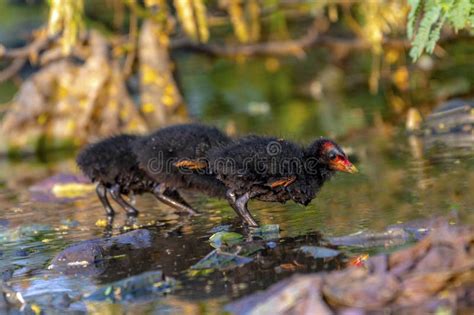 Juvenile of Common Moorhen, Common Moorhen Juvenile in the Habitat ...