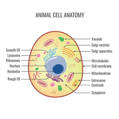 Animal cell anatomy vector illustration 23452888 Vector Art at Vecteezy