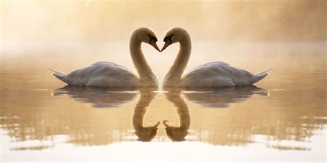 30 Fun Swan Facts That You Didn't Know - The Fact Site