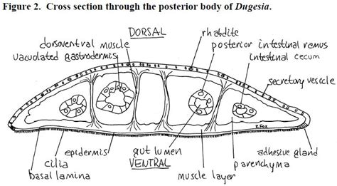 Platyhelminthes: Class Turbellaria