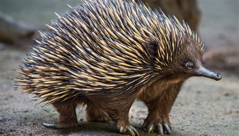 Short-Nosed Echidna - Los Angeles Zoo and Botanical Gardens