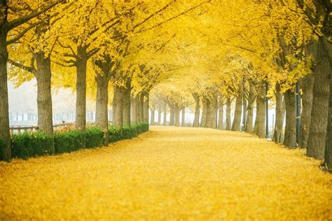 Yellow Ginkgo Tree Lined Road in Asan, Korea