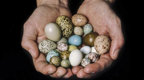 A surprisingly simple explanation for the shape of bird eggs | Science ...