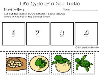 Life Cycle of a Sea Turtle | PreK-K Worksheets | English | TpT