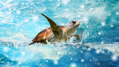 HD Turtle Wallpapers | PixelsTalk.Net | Turtle wallpaper, Sea turtle ...