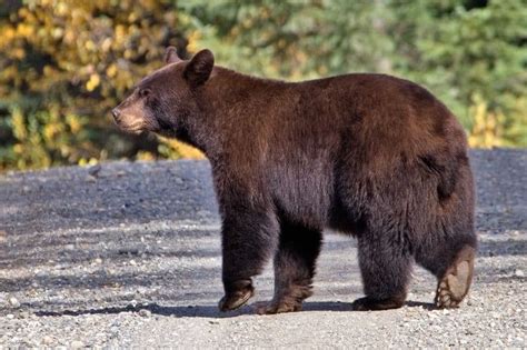 Watch a ‘Pirate Grizzly’ Casually Steal Otis’s Lunch at Brooks Falls