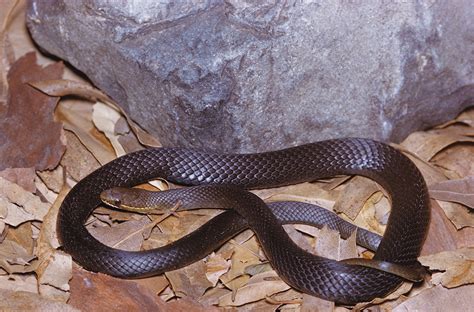 Native Australian Snakes