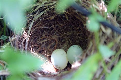 Purple finch nest in a hanging fern.