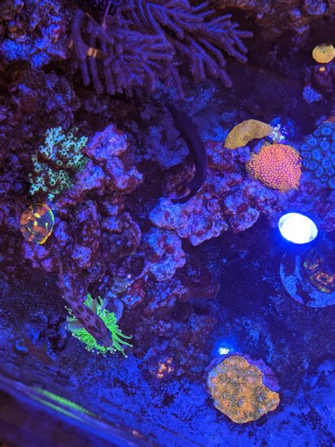 Build Thread - Andre's Red Sea Reefer Peninsula 500 | Page 2 | Reef2Reef