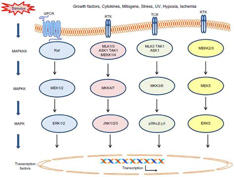 Simplified diagram depicting MAPK signaling. In mammals, the four major ...