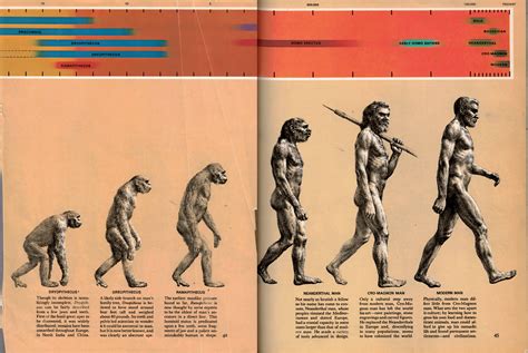 On the Origins of "The March of Progress" | Washington University ...