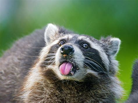 Raccoon Computer Wallpaper, Desktop Background | 2048x1536 | ID:366820 ...