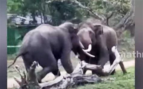 Elephants fight each other at Bandipur, See viral video , wild elephant ...