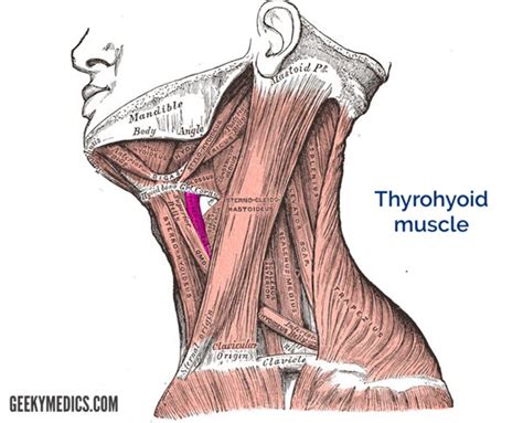 Suprahyoid and Infrahyoid Muscles | Hyoid Muscles | Geeky Medics