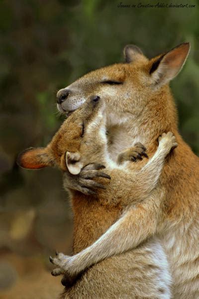 Mother and Baby Wallaby Hug by Creative-Addict on DeviantArt