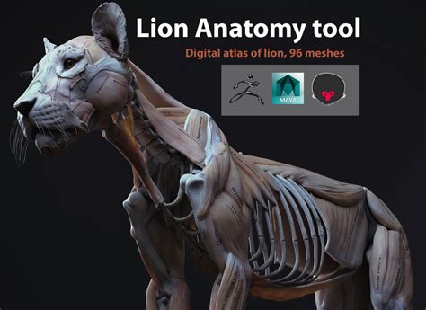 Lion anatomy