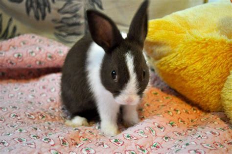 I love pictures of baby dutch bunnies. Since our dutch was all grown up ...