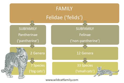 Felidae Family