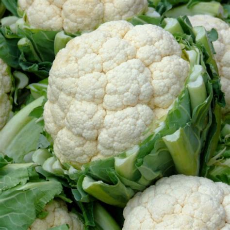 Cauliflower – Early Snowball – Seeds – Burt's Greenhouses