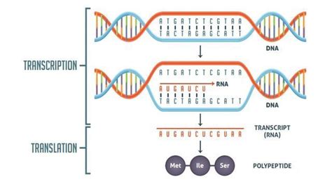 Transcription vs Translation Worksheet | Technology Networks