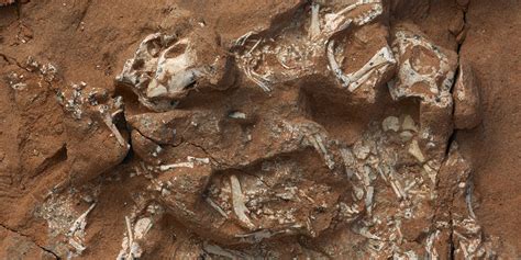 First Dinosaurs Laid Soft-Shelled Eggs: Press Release | AMNH