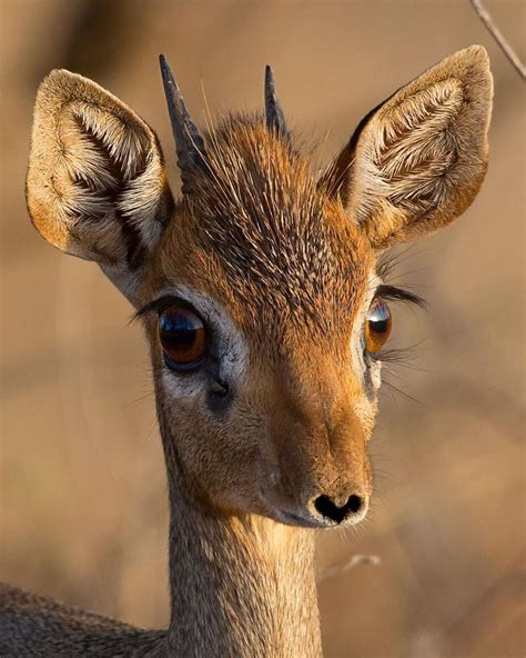 EARTH OFFICIAL on Instagram: “A dikdik male with a nose shaped like a ...