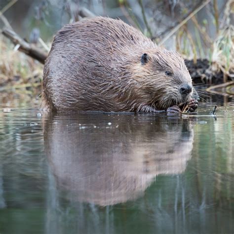 Beaver - Covenant Wildlife