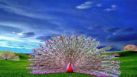 Beautiful Wallpapers Of Peacock