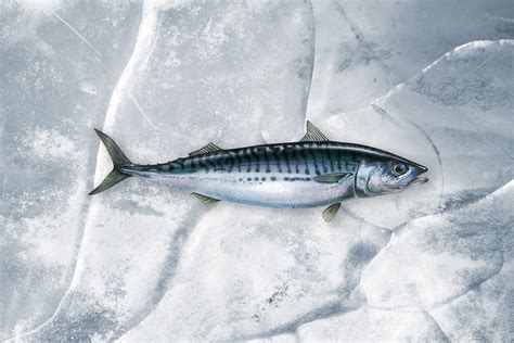 Atlantic Mackerel - IceMar