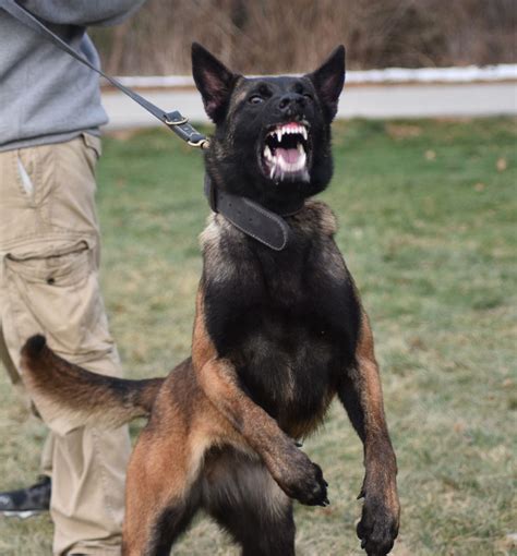 Fendi, a Female Belgian Malinois during training. www ...