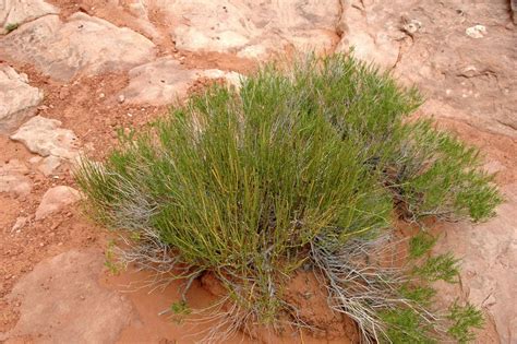 Ephedra (Mormon tea) (Arches National Park, Utah, USA) 1 | Mormon tea ...